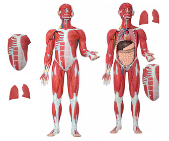 Muscular Figure 30 Parts